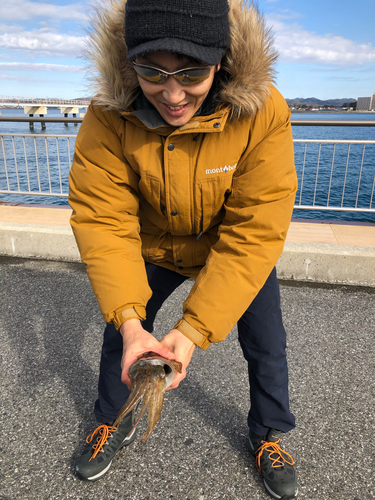 コウイカの釣果