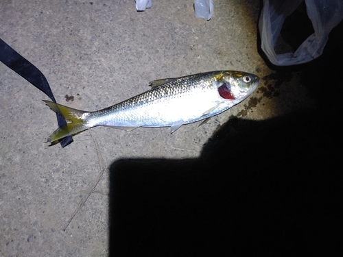 コノシロの釣果