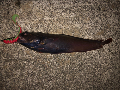 エゾイソアイナメの釣果