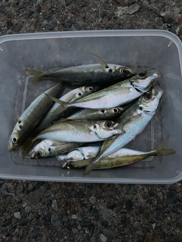 アジの釣果