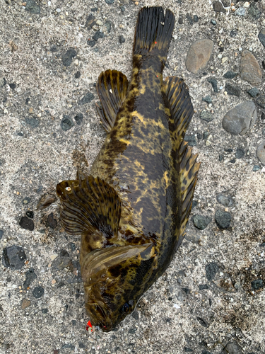 タケノコメバルの釣果