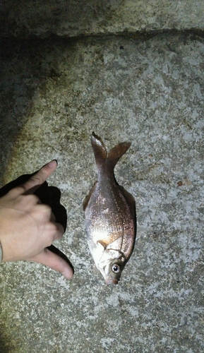 ウミタナゴの釣果