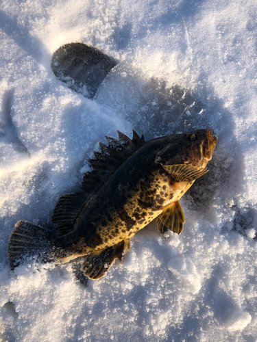 タケノコメバルの釣果