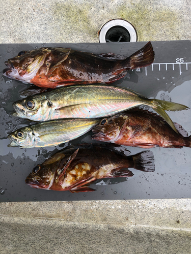 アジの釣果