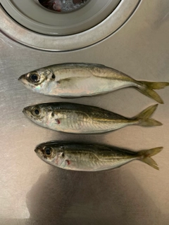 マアジの釣果