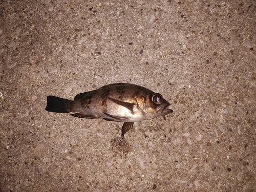 クロメバルの釣果