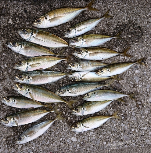 アジの釣果