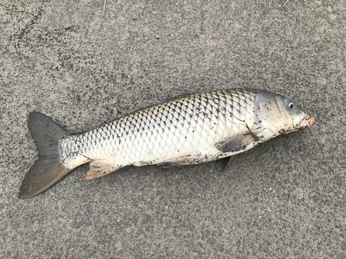 ニゴイの釣果