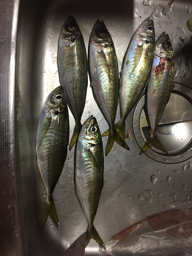 アジの釣果