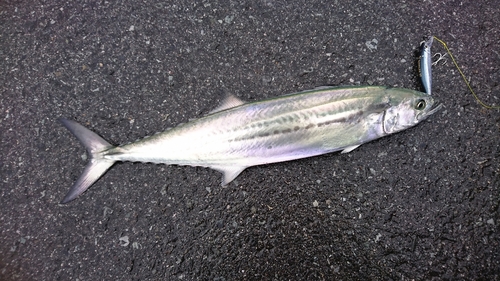 サゴシの釣果