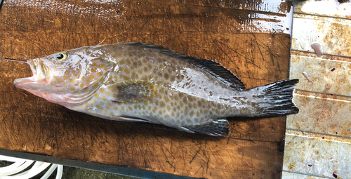 オオモンハタの釣果