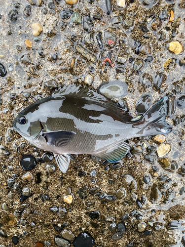 メジナの釣果