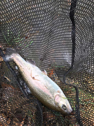 ニジマスの釣果