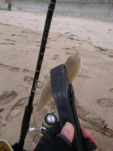 シタビラメの釣果