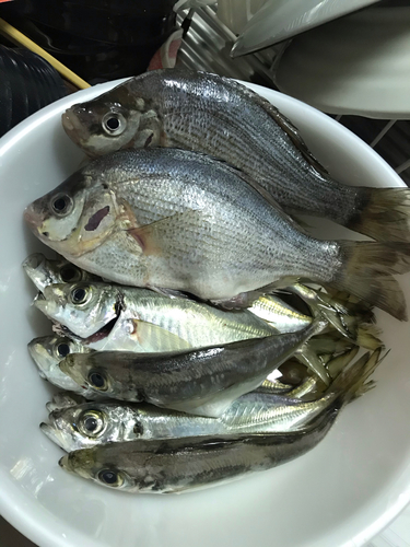 釣果