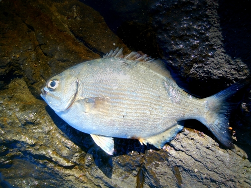 イスズミの釣果