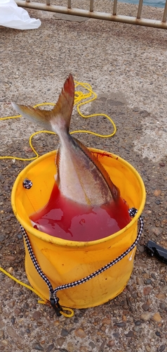 カンパチの釣果