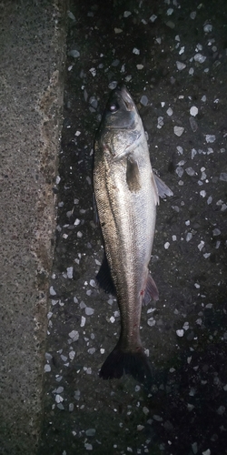 スズキの釣果