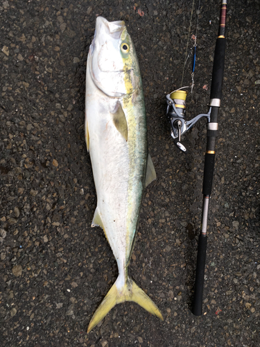 メジロの釣果