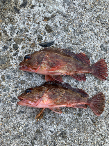 カサゴの釣果