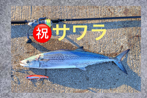 サワラの釣果