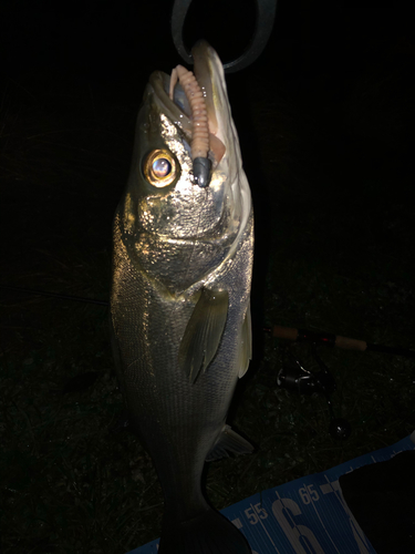 シーバスの釣果