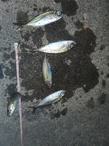 アジの釣果