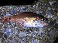 ネンブツダイの釣果