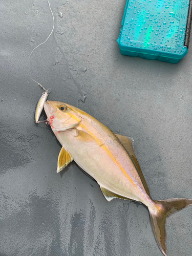 ショゴの釣果