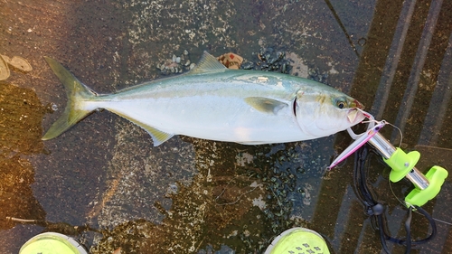 イナダの釣果