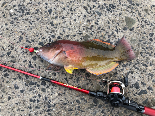 アカササノハベラの釣果