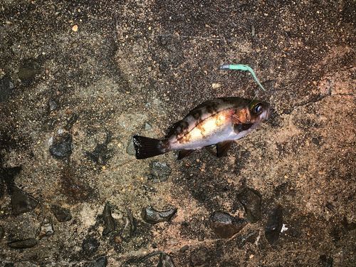 アカメバルの釣果