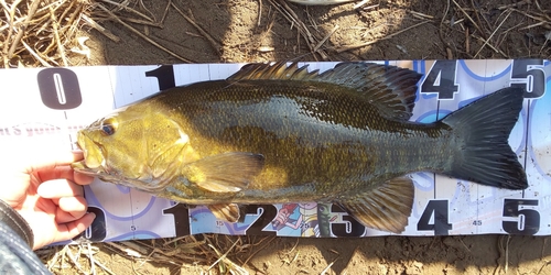 スモールマウスバスの釣果