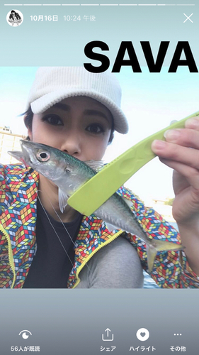 サバの釣果