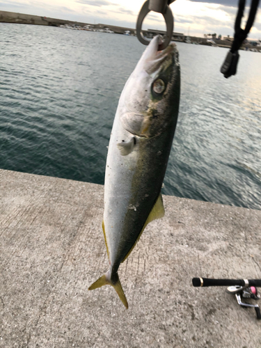 ツバスの釣果