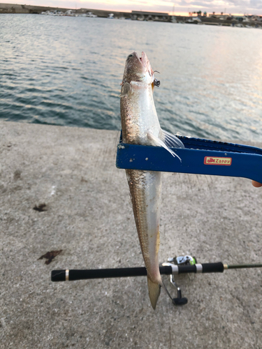 エソの釣果