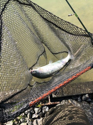 ニジマスの釣果