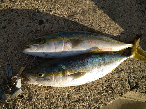 イナダの釣果