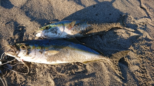 イナダの釣果