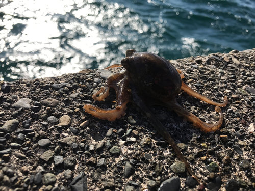 イイダコの釣果