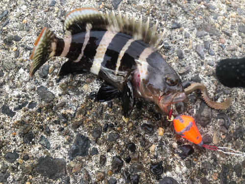 マハタの釣果