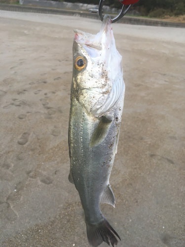 セイゴ（タイリクスズキ）の釣果