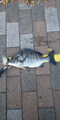 クロダイの釣果