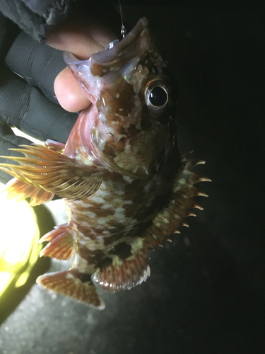 カサゴの釣果