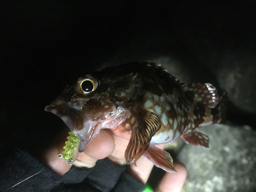 カサゴの釣果