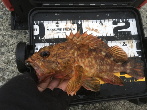 カサゴの釣果