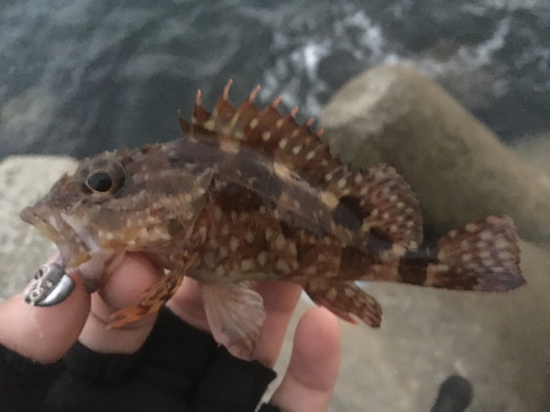 カサゴの釣果