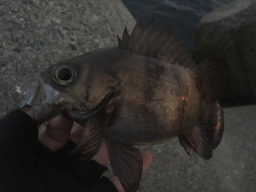 シロメバルの釣果