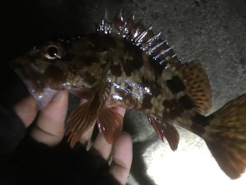 カサゴの釣果