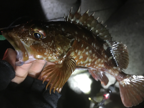 カサゴの釣果